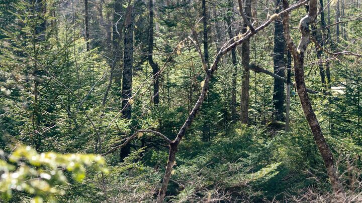 Property Photo:  Lot 14 Maple Drive  NS B0T 1W0 