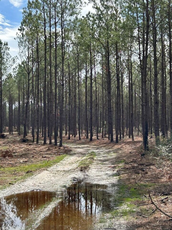 Tbd Lloyd Walker Road  Huntington TX 75949 photo