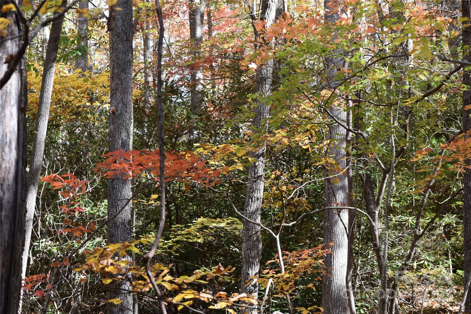 Property Photo: Tbd Clear Creek Road NC 28714