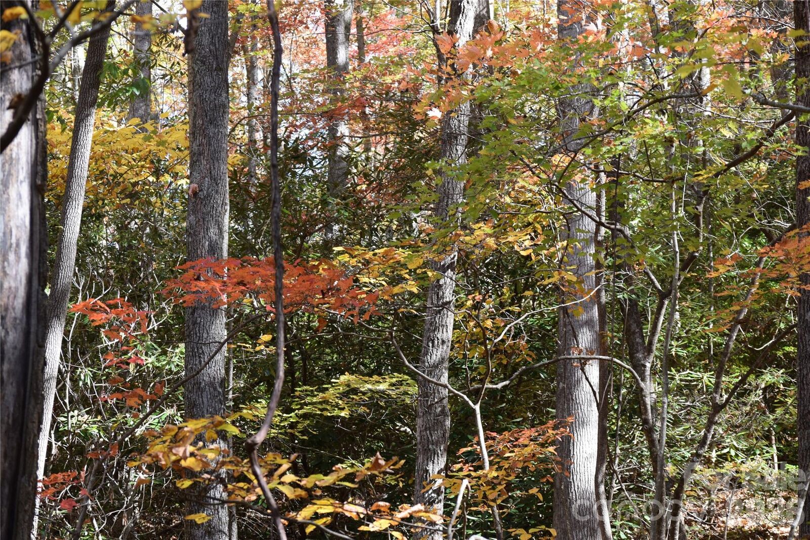 Property Photo: Tbd Clear Creek Road NC 28714