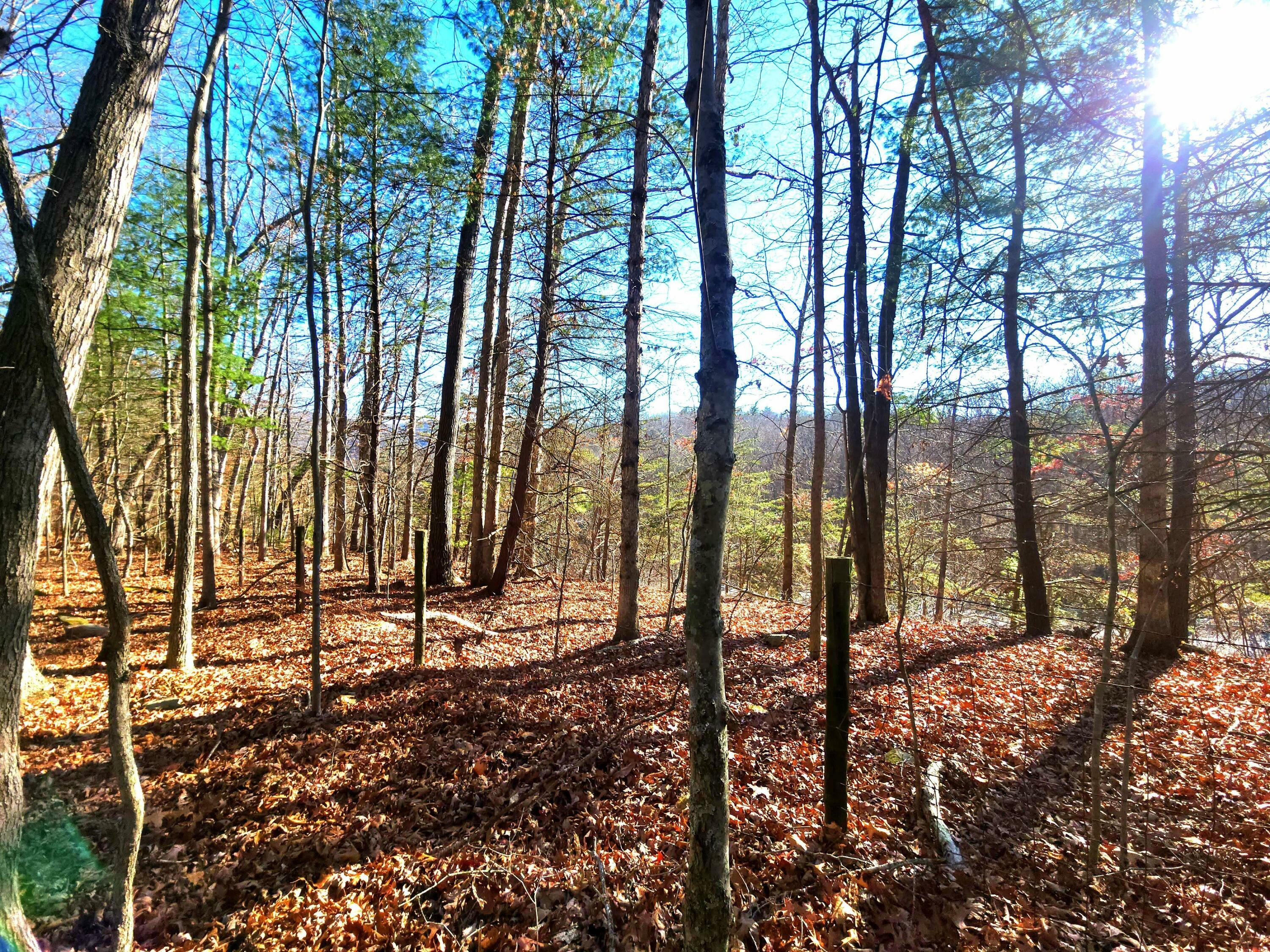 Property Photo: 359 Four Oaks Ln WV 24925