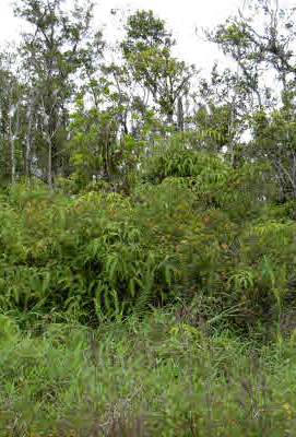 Jungle King Ave  Volcano HI 96785 photo