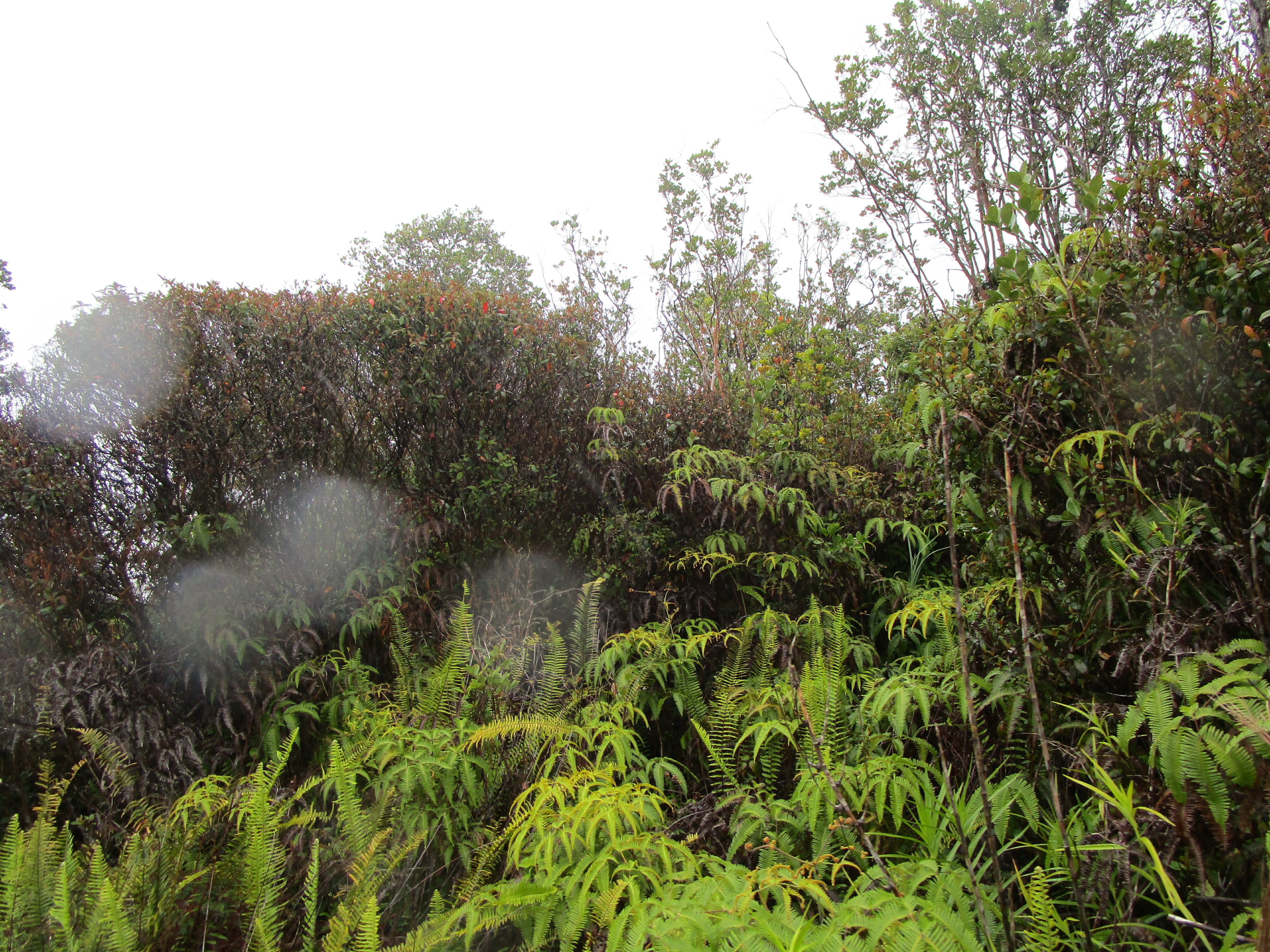 Property Photo: Manini Cir HI 96771