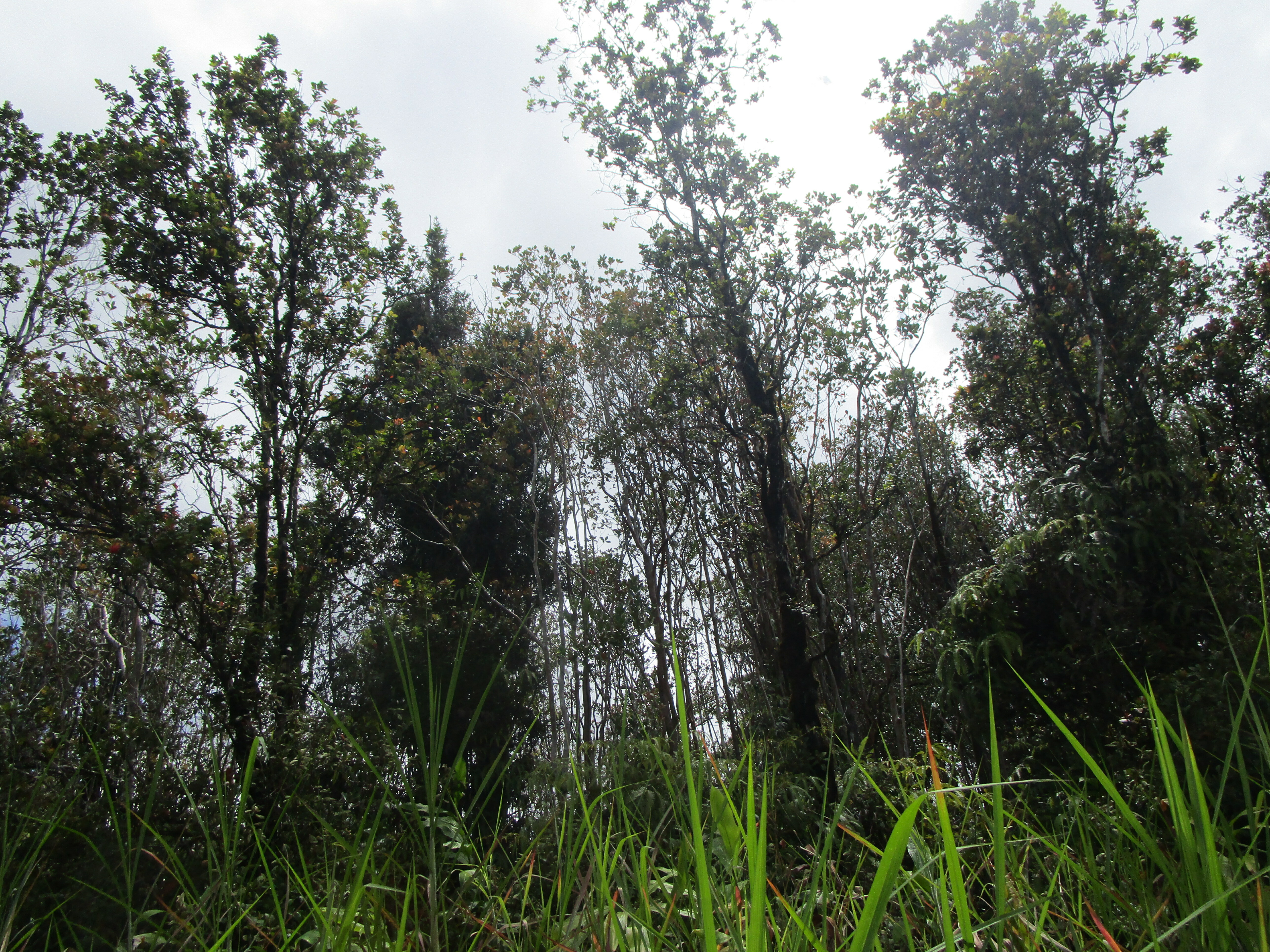 Property Photo:  Ala Kapena  HI 96785 