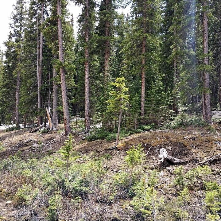 Property Photo: 343 Sunshine Drive CO 80440