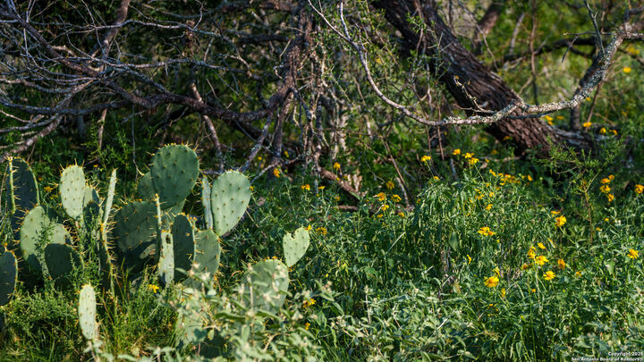 Property Photo: 000 Leal Road TX 78064