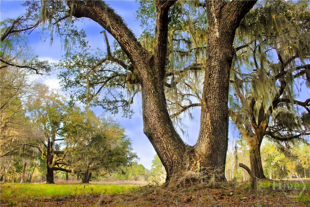 1 William'S (36 Lots 95 Acres) Retreat  Savannah GA 31419 photo