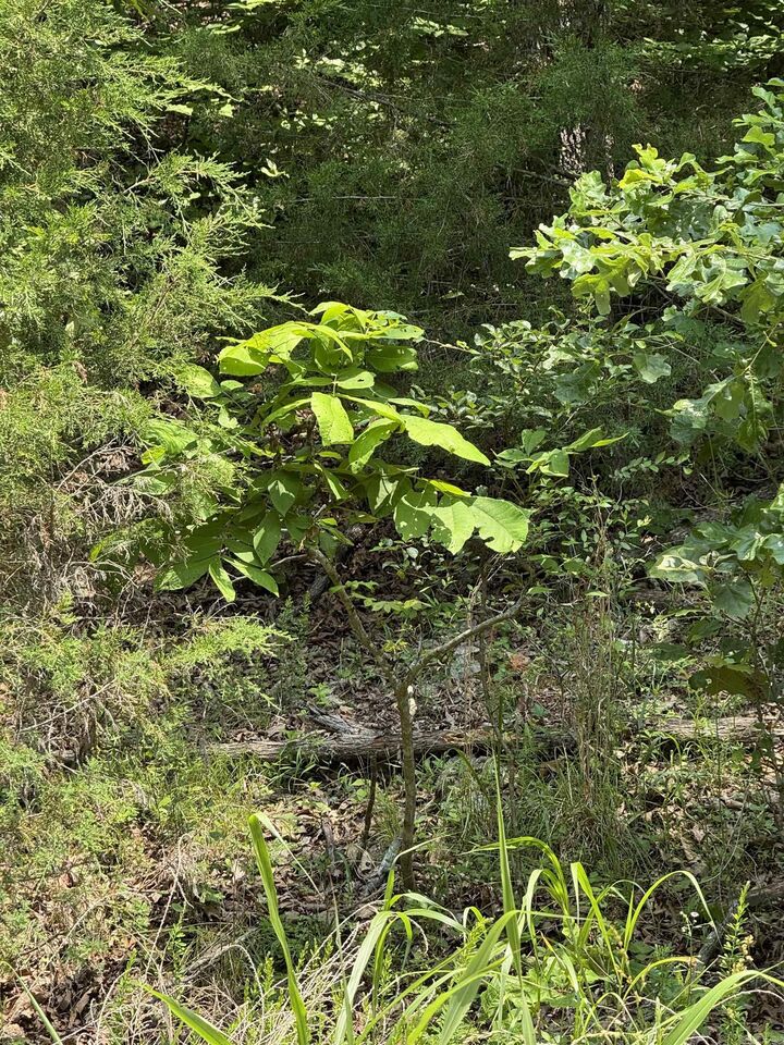Property Photo: Lots 7 &Amp 8 Oak Glen Drive AR 72653