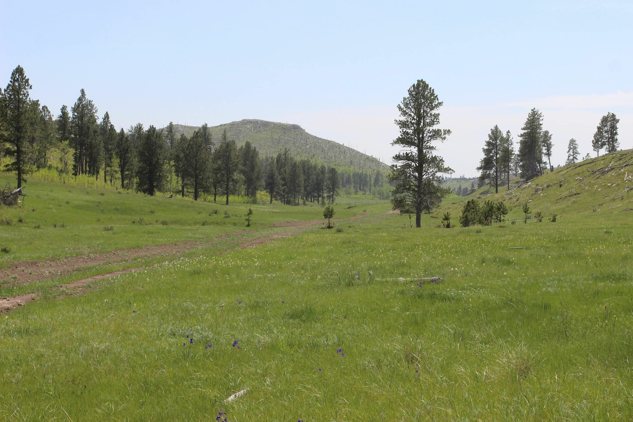 65.49 Acres Custer Limestone Road  Custer SD 57730 photo
