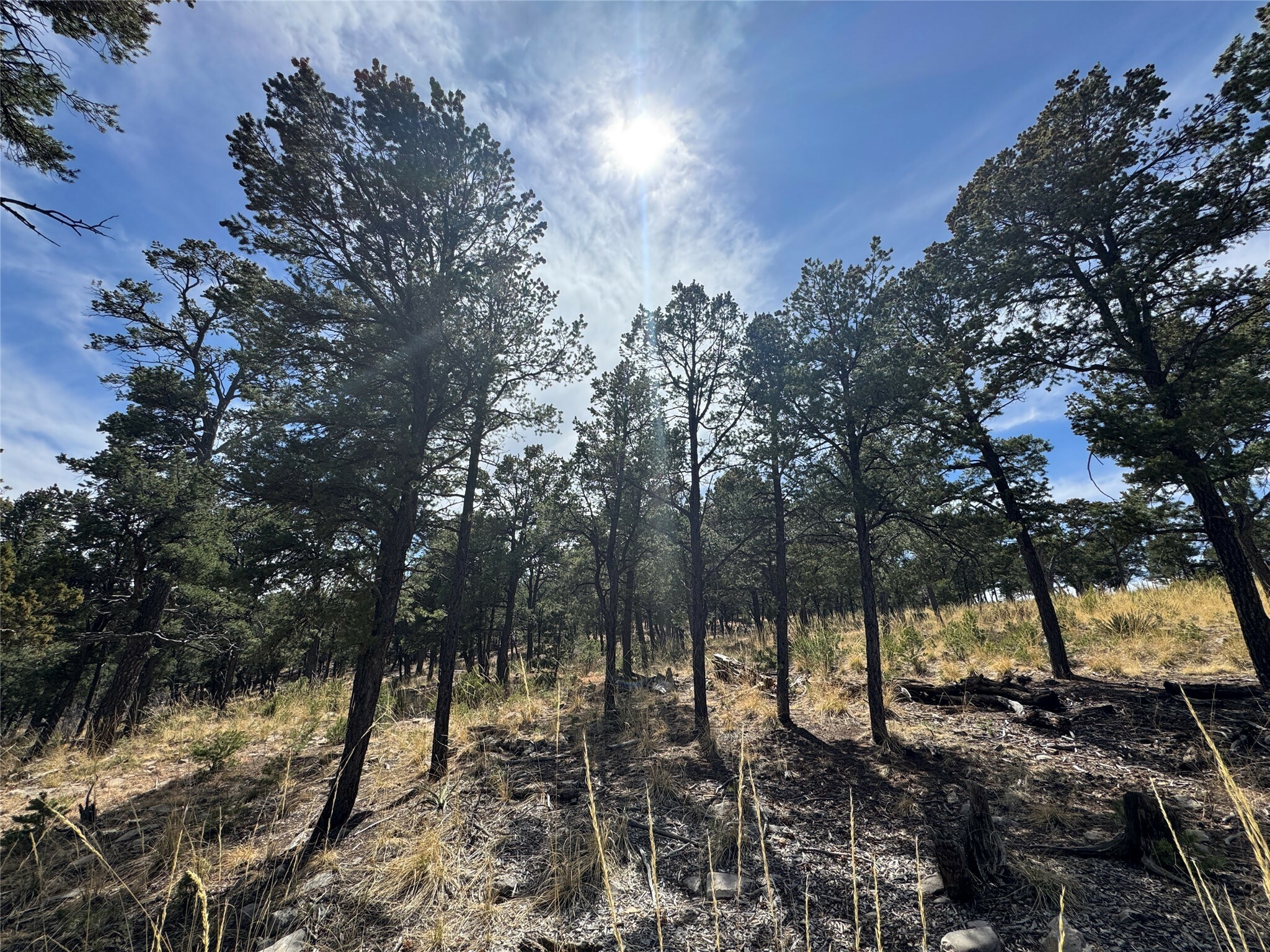 Property Photo: Lot 25 Lot 25 NM 87552