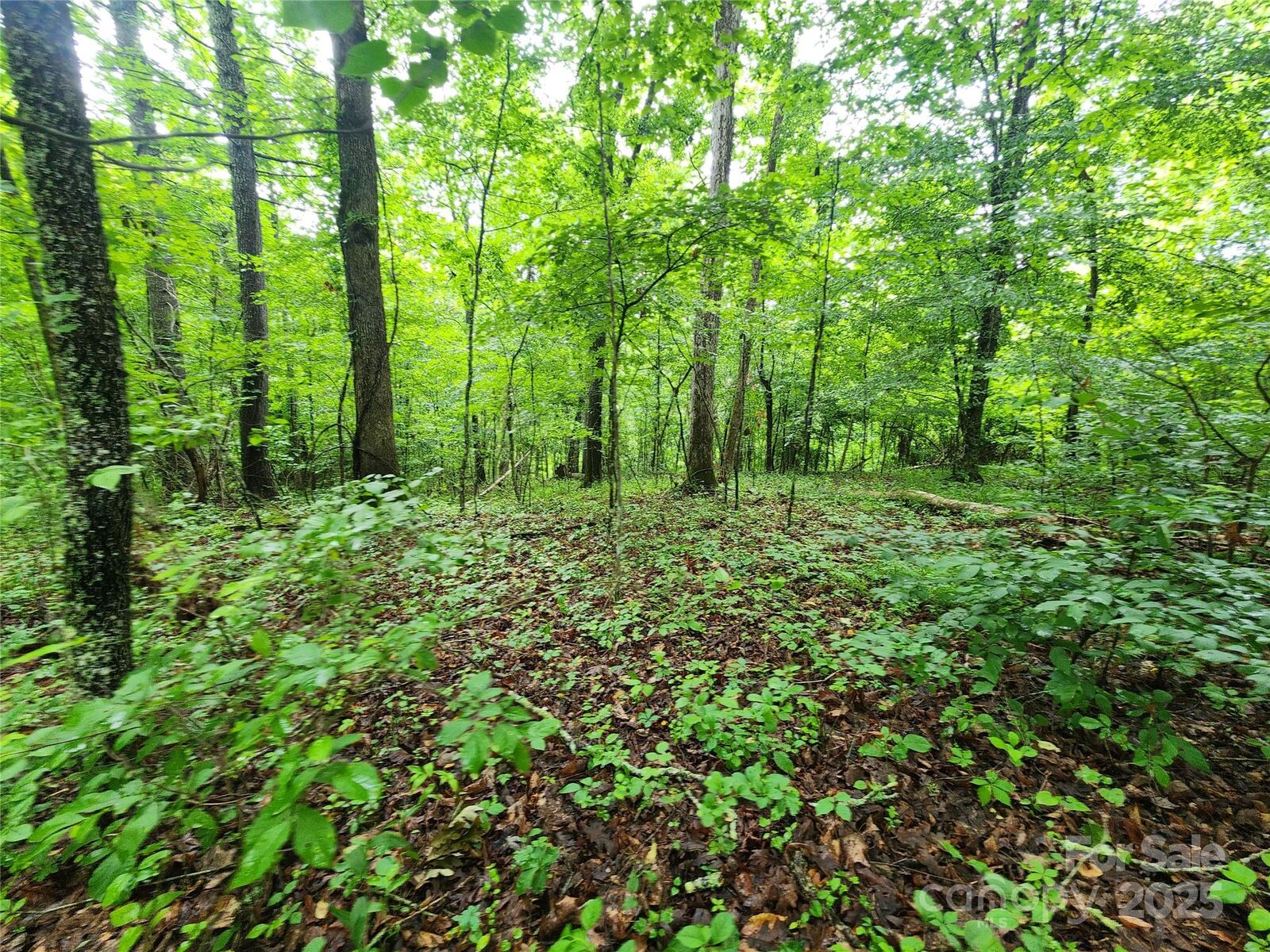 Property Photo:  9999 Henry Worley Lane  NC 28753 
