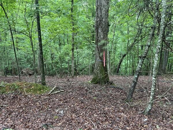 Property Photo:  Lt #222 Mohawk Trail  GA 30540 