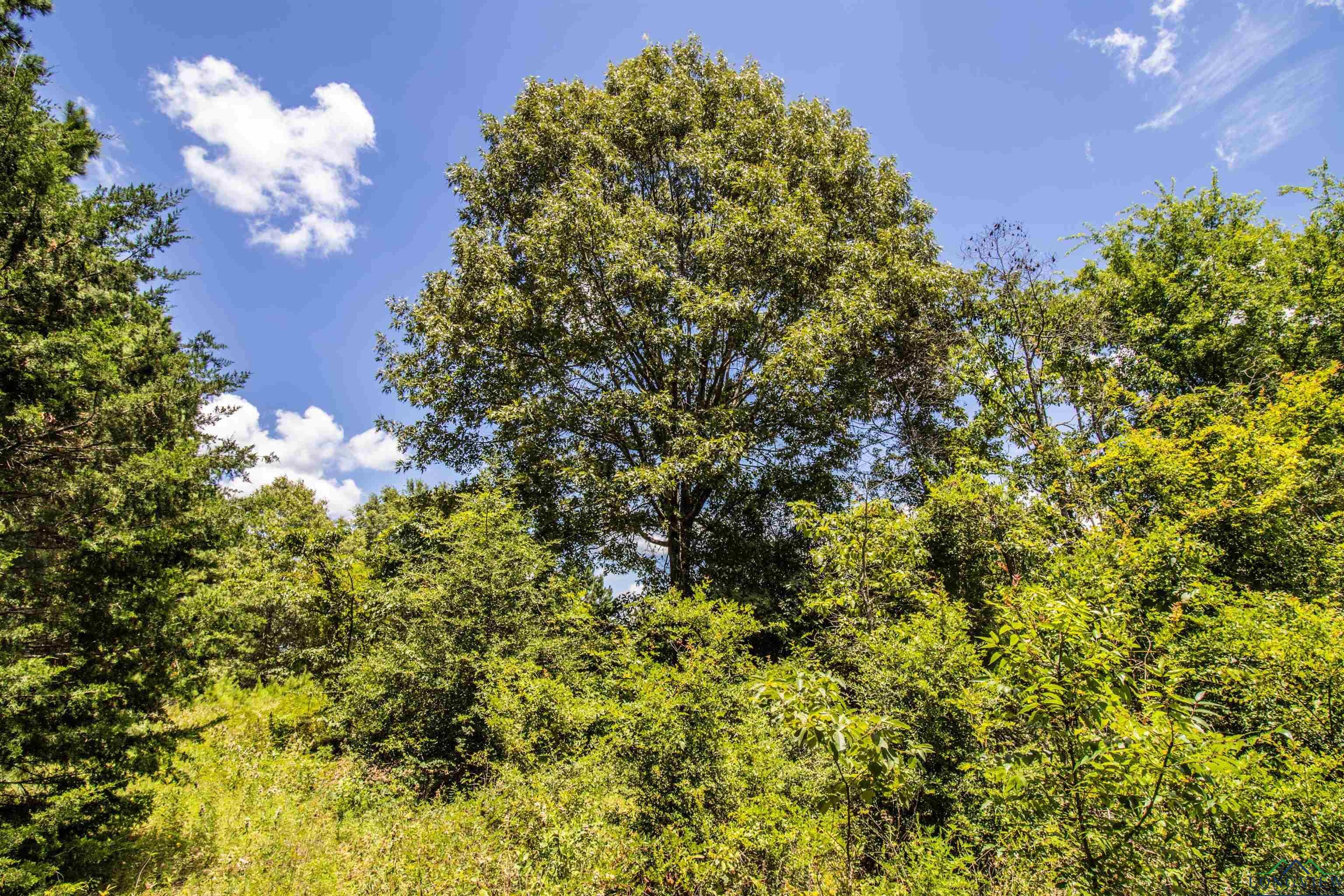 Property Photo:  Tbd #2 County Road 2185  TX 75691 