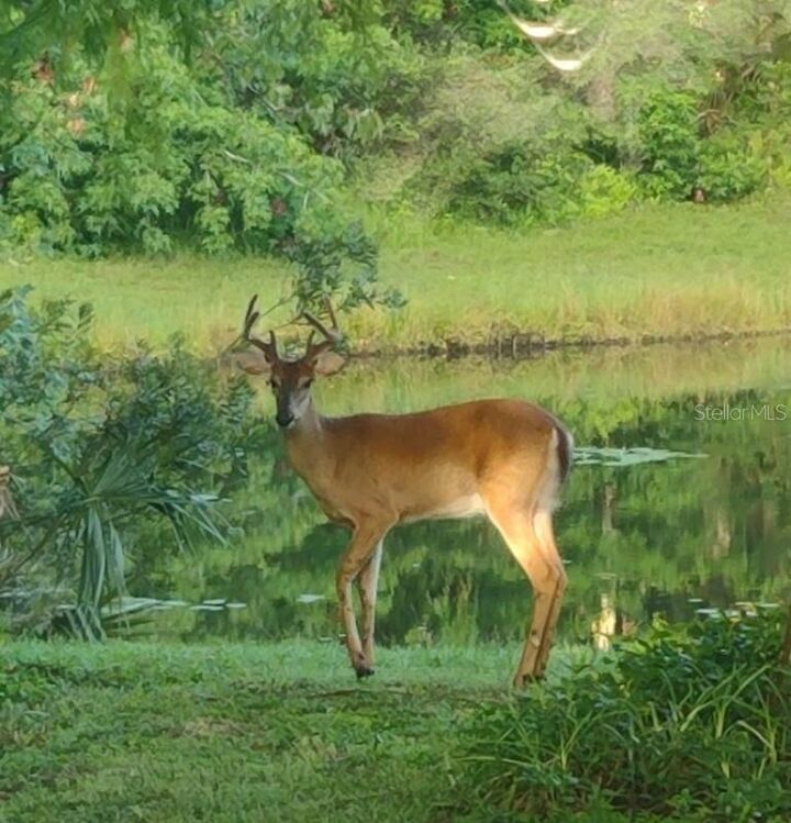 Property Photo:  1656 Riveredge Road  FL 32766 