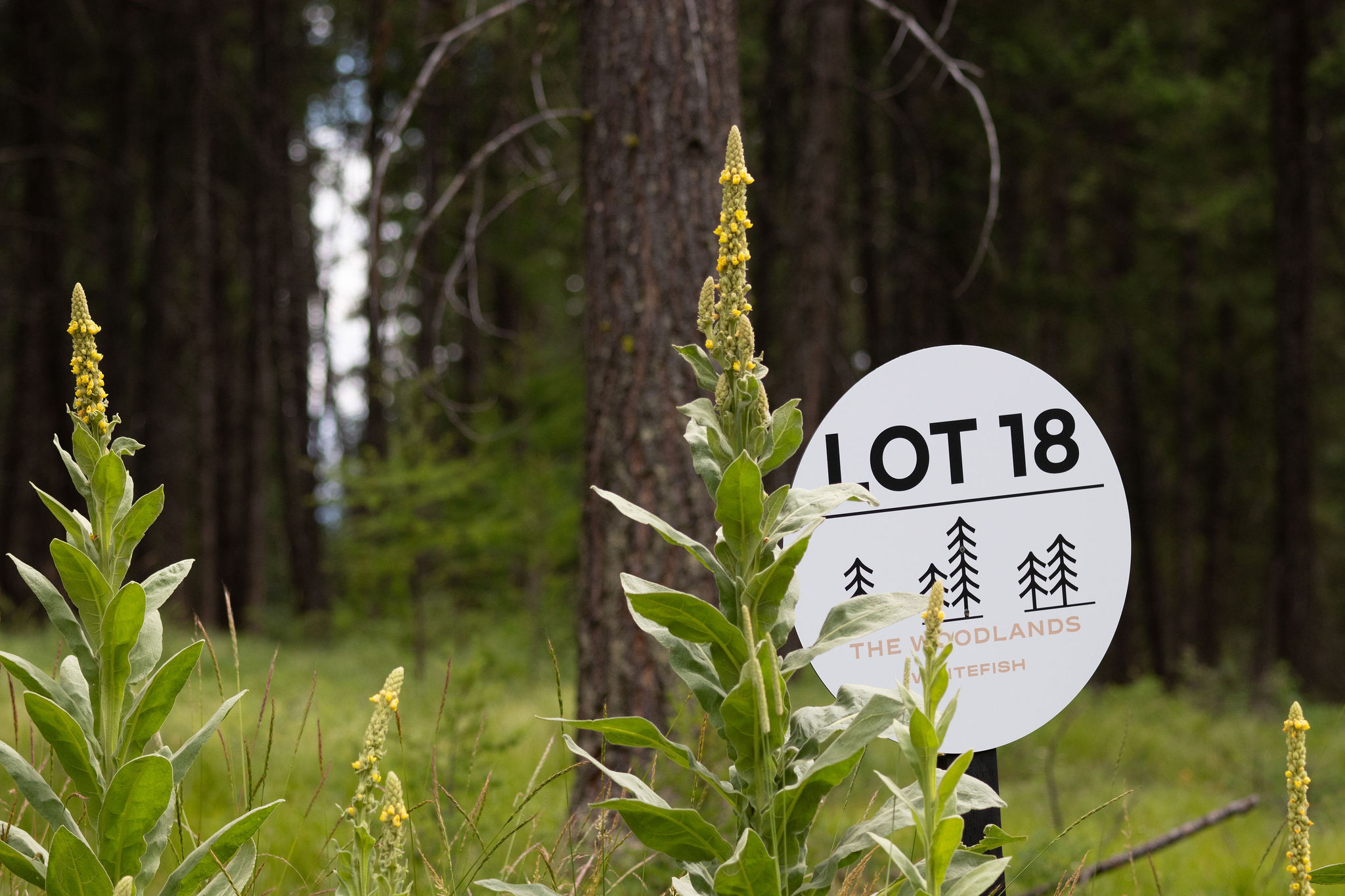 142 Rosewood Lane Lot 18  Whitefish MT 59937 photo
