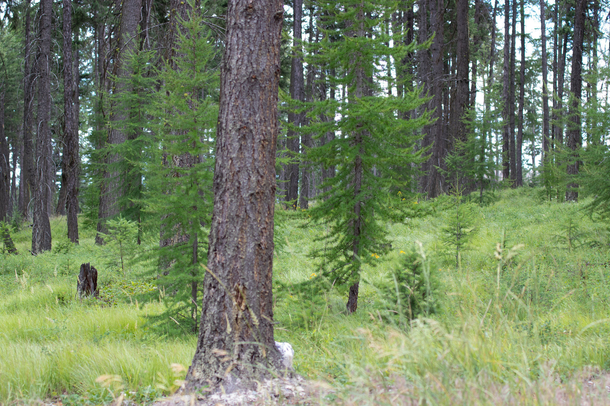 Property Photo: 149 Rosewood Lane Lot 8 MT 59937