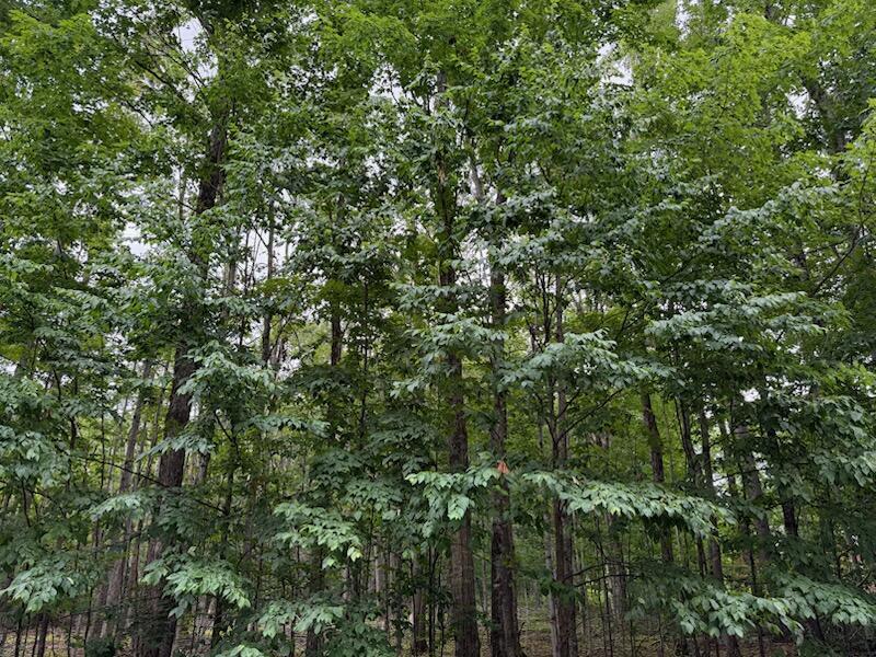11175 Hassler Woods Trail  Alanson MI 49706 photo