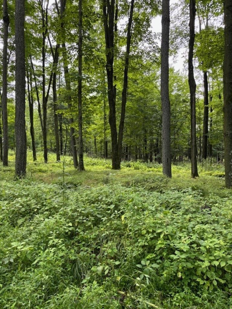 80 Acres North Branch Road  Wittenberg WI 54499 photo