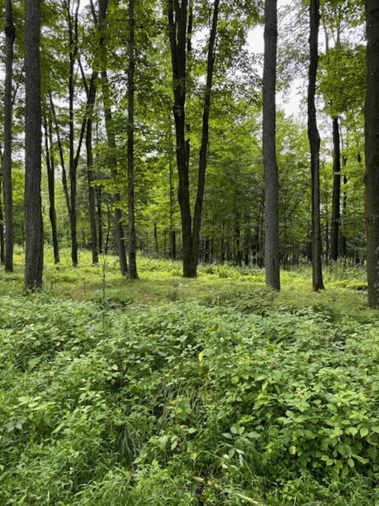 Property Photo:  80 Acres North Branch Road  WI 54499 