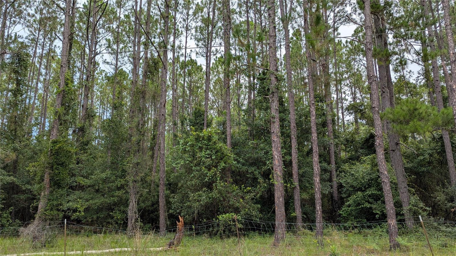 Property Photo: Tbd SE 3rd Place FL 32641