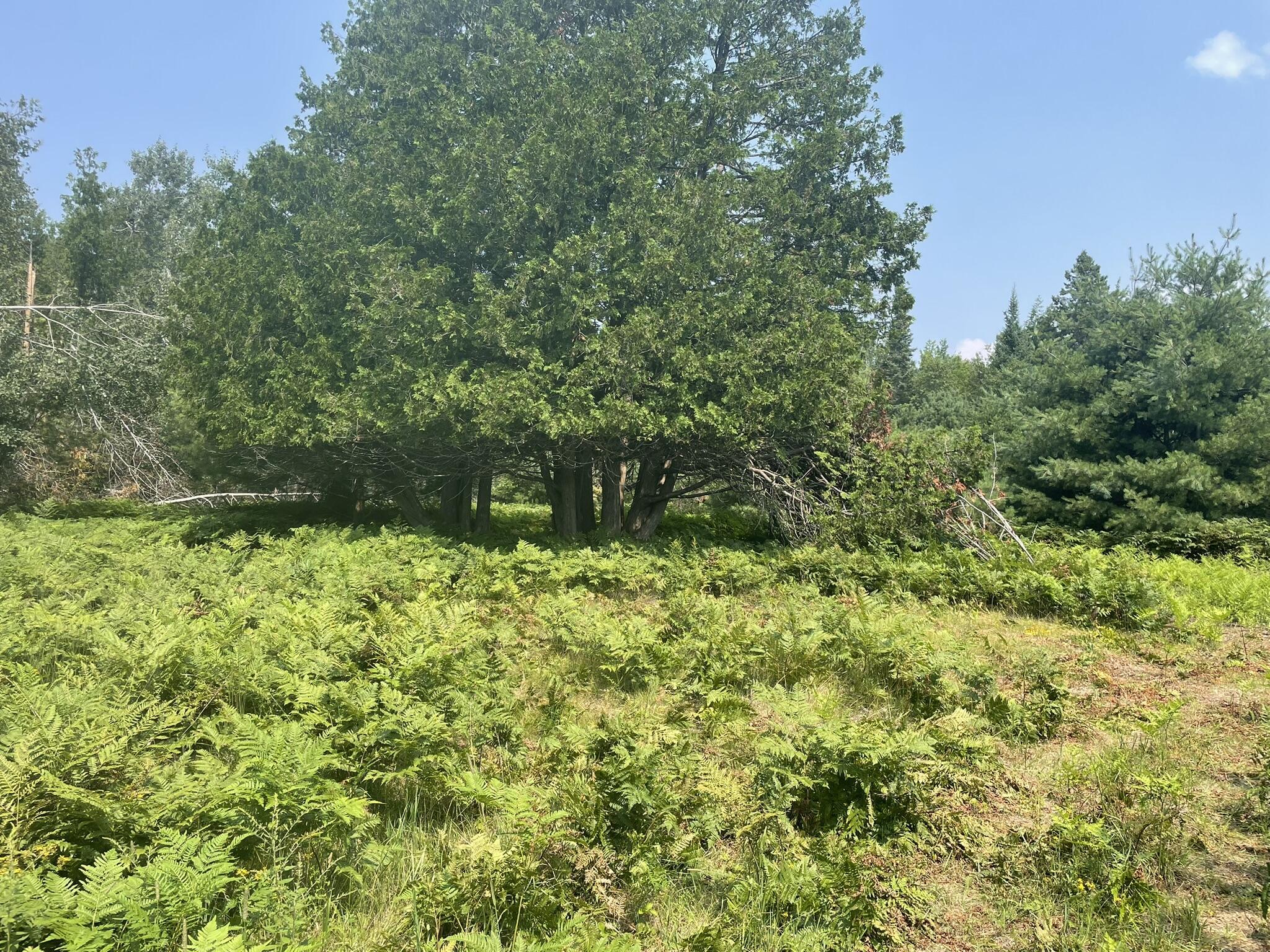 Property Photo:  V/L Reams Road  MI 49749 