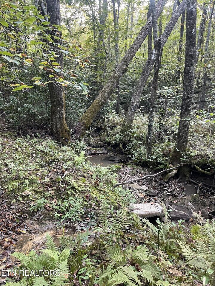 Property Photo:  Off Buckridge Rd. - 30.5 Acres  TN 38572 