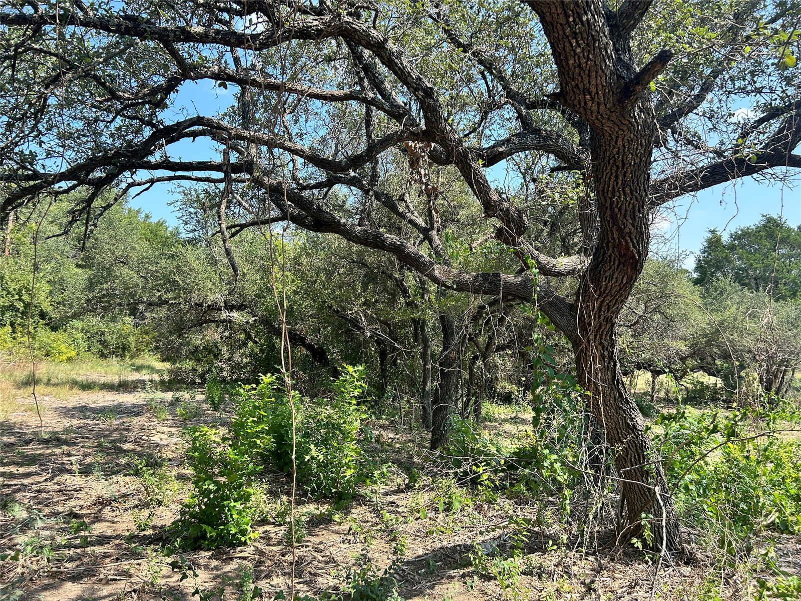 Property Photo:  18310 Austin Drive  TX 78645 