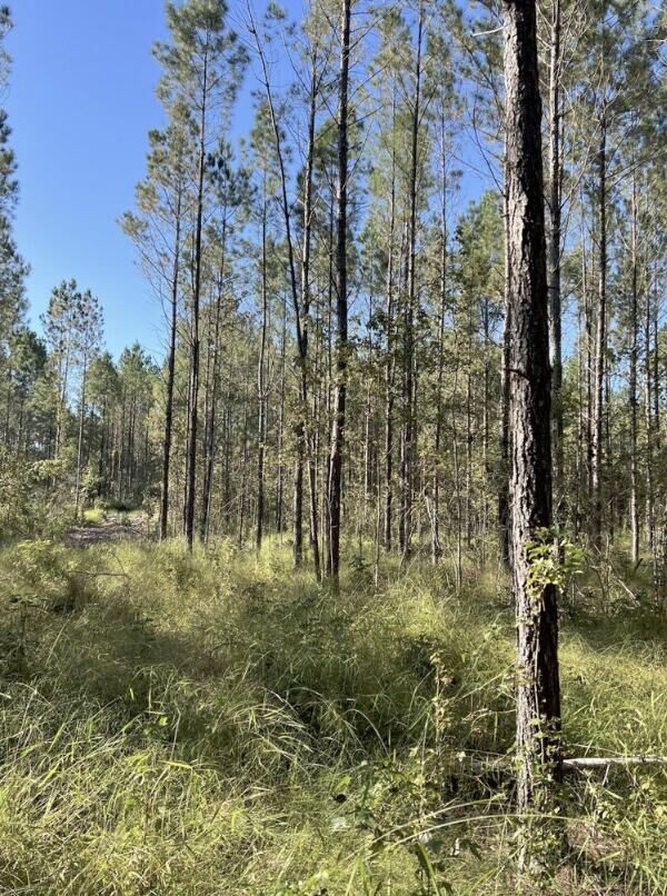 Property Photo:  13 Acres Jack Rd  FL 32567 