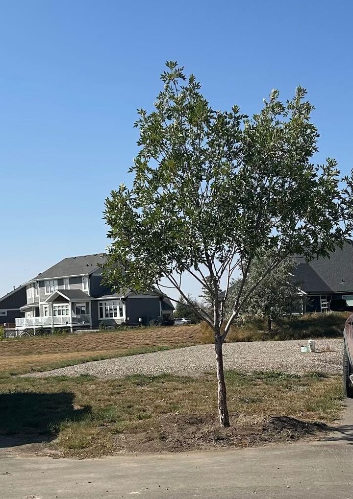 2039 Sunflower Crescent — photo 1