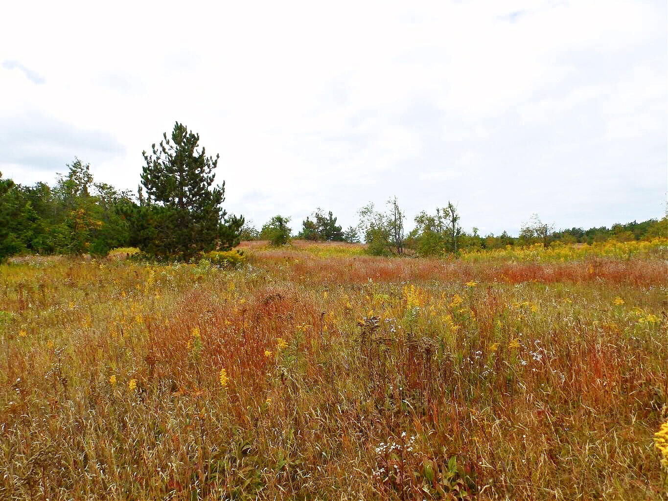 Property Photo: V/L 10ac Finnegan Road MI 49751
