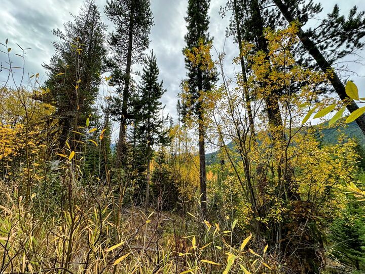 Property Photo:  Nhn Giefer Creek Road  MT 59916 