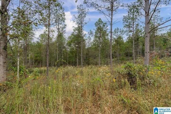 Property Photo:  0 County Road 689 0  AL 36273 