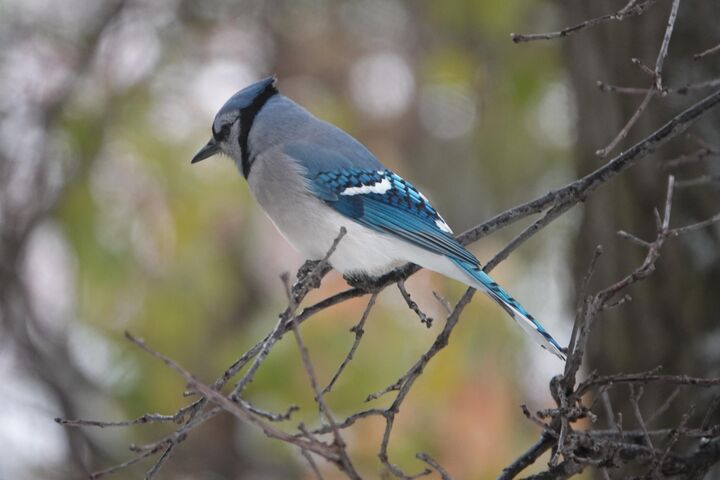 Property Photo:  17128 Jonquil Avenue  MN 55044 