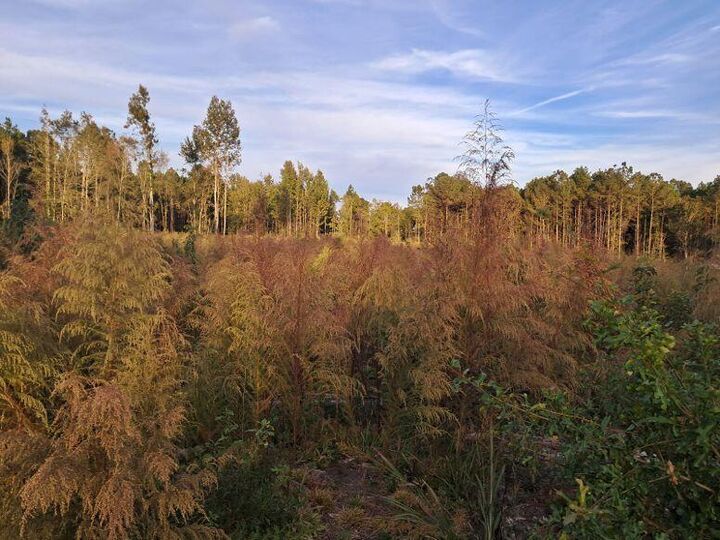 Property Photo:  00 Kirklin Rd.  MS 39667 