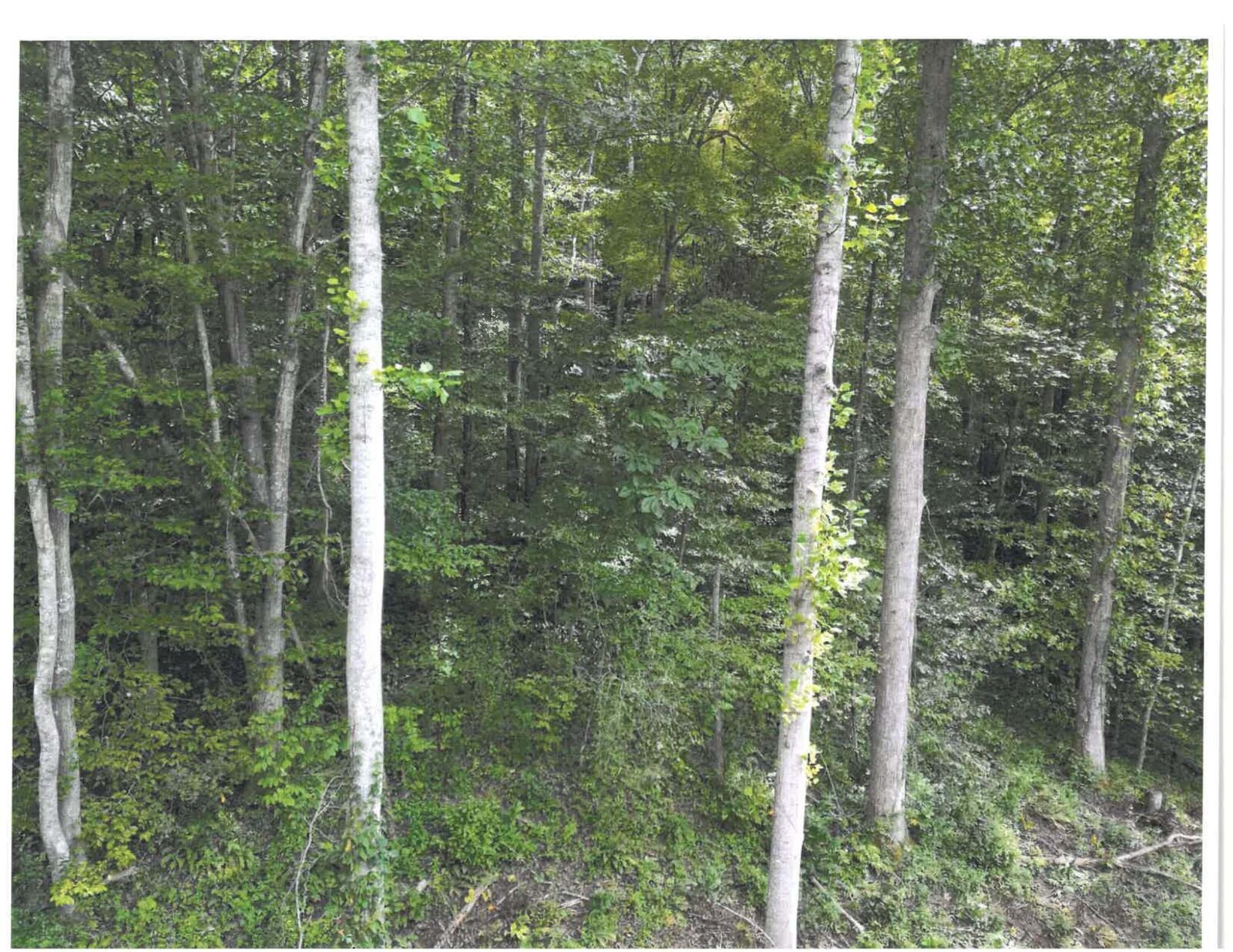 Property Photo: 736 E Cave Branch Road Branch KY 40962