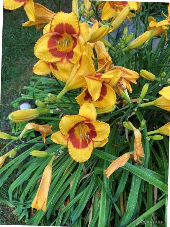 Property Photo: 1054 Wilhelmina Drive OH 45377