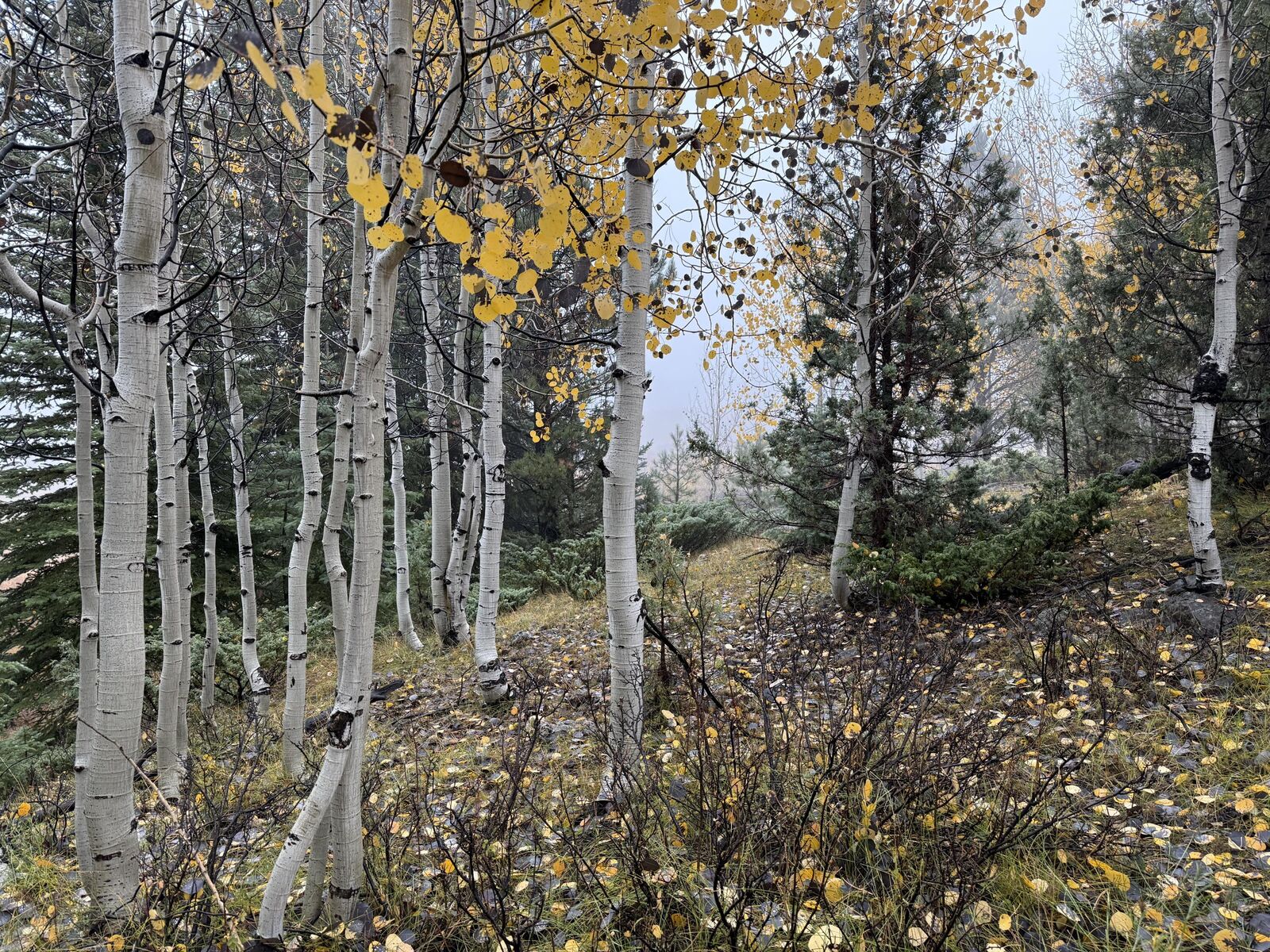 Property Photo: 3215 E Debonair Dr UT 84762