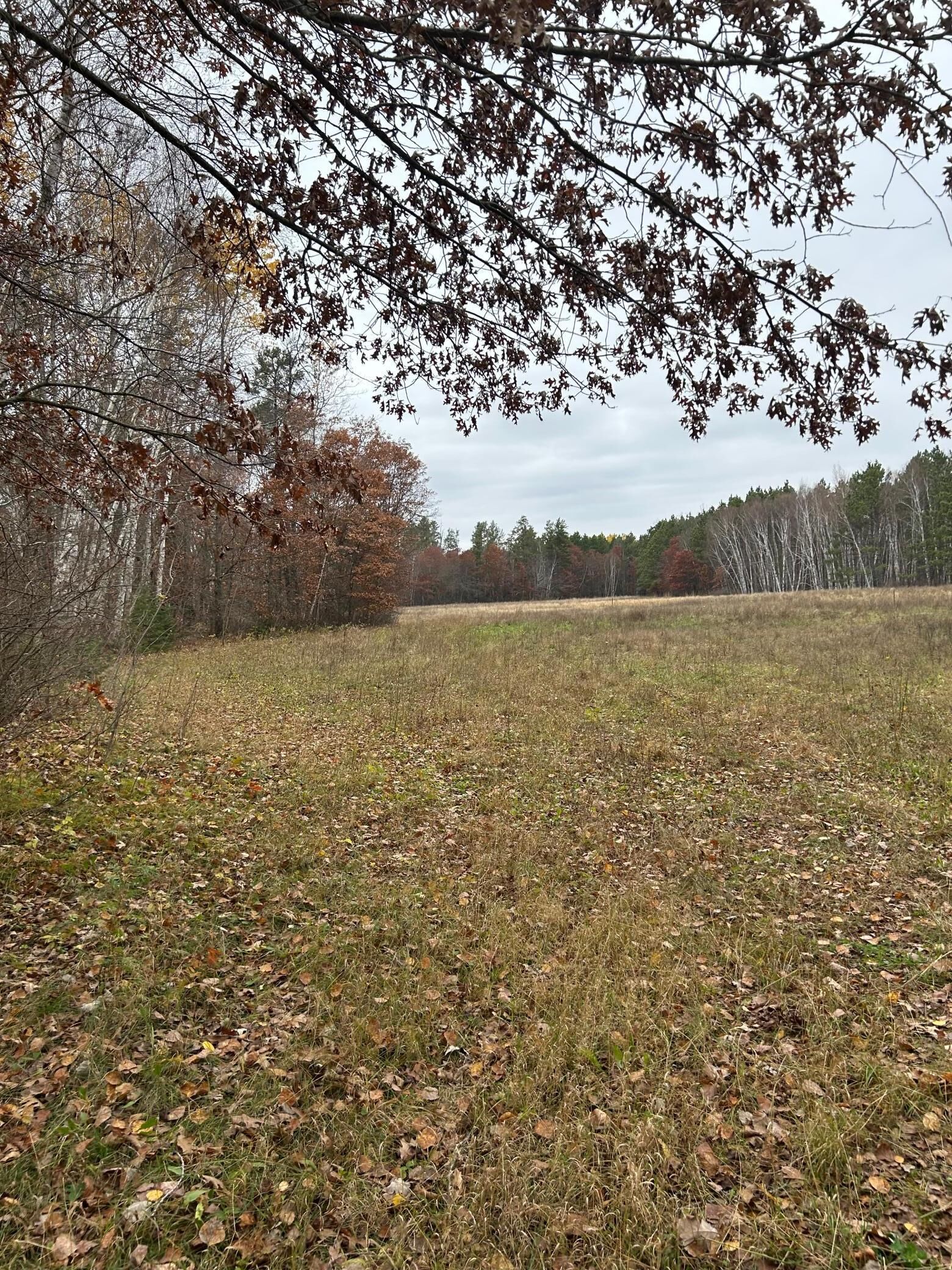Property Photo:  160 Ac Basswood Lake Road  MN 56575 
