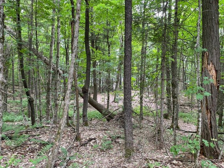 Property Photo:  1350 Haliburton Lake Rd N/A  ON K0M 1S0 