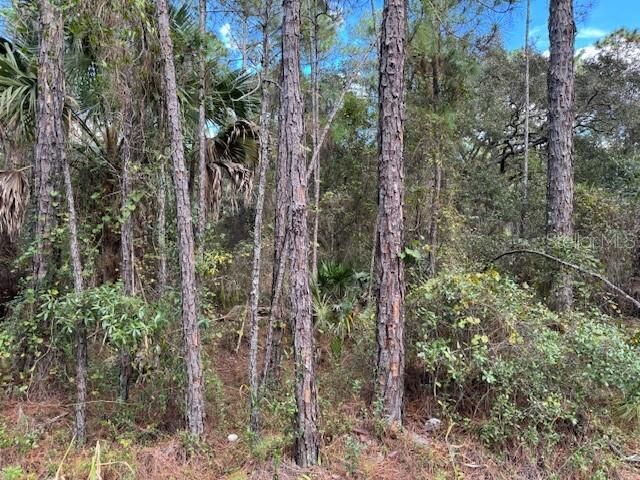 Property Photo: 12th Avenue FL 32724