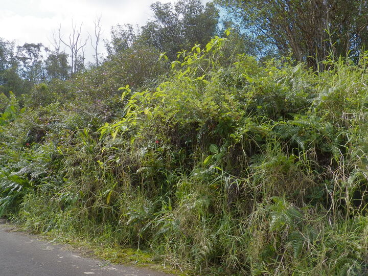 Property Photo: Hilohilo St HI 96785