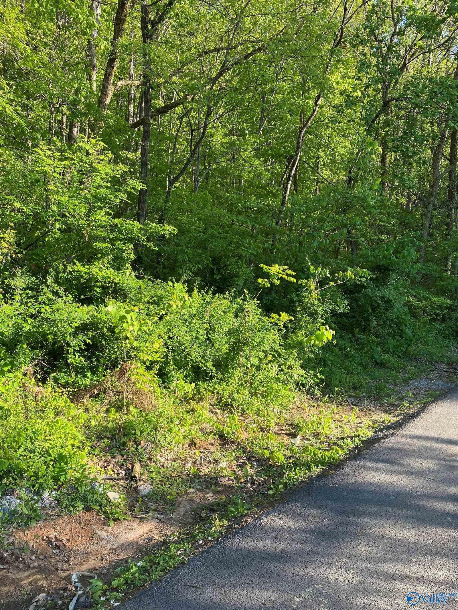 Property Photo:  3711 Wilborn Avenue  AL 35967 