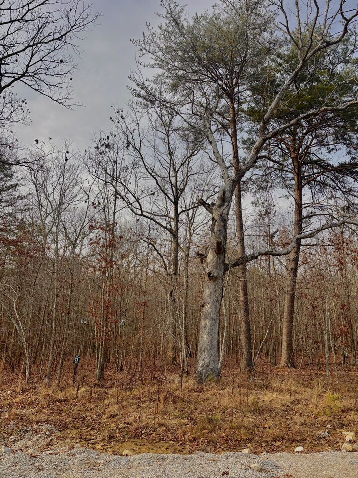 Property Photo:  0 Summerfield Road  TN 37356 