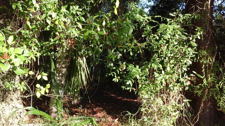 Property Photo: 737 Benedictine Terrace FL 32958