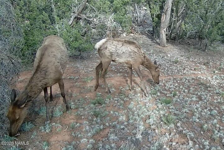 Property Photo:  Lot 186B Bull Run Road  AZ 86046 