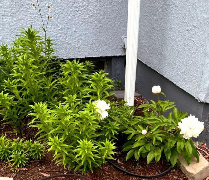 Property Photo:  215 3rd Street NW  MN 56482 