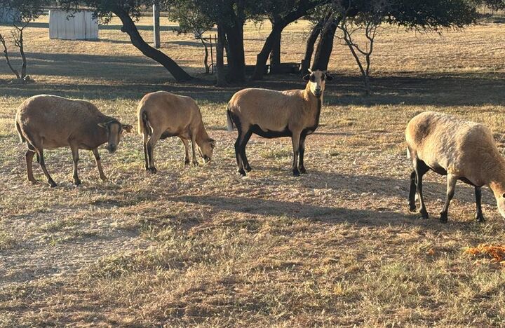 Property Photo:  25525 Ranch Rd 2323  TX 78624 