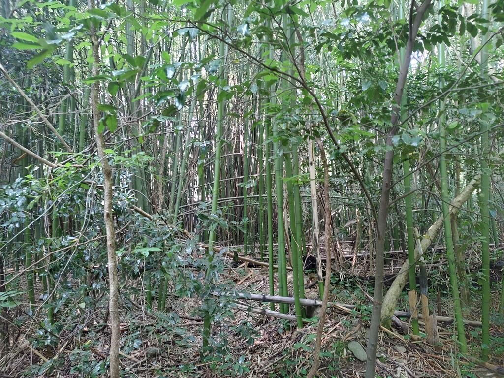 Property Photo:  00 Holly Creek Cool Springs Road  GA 30705 