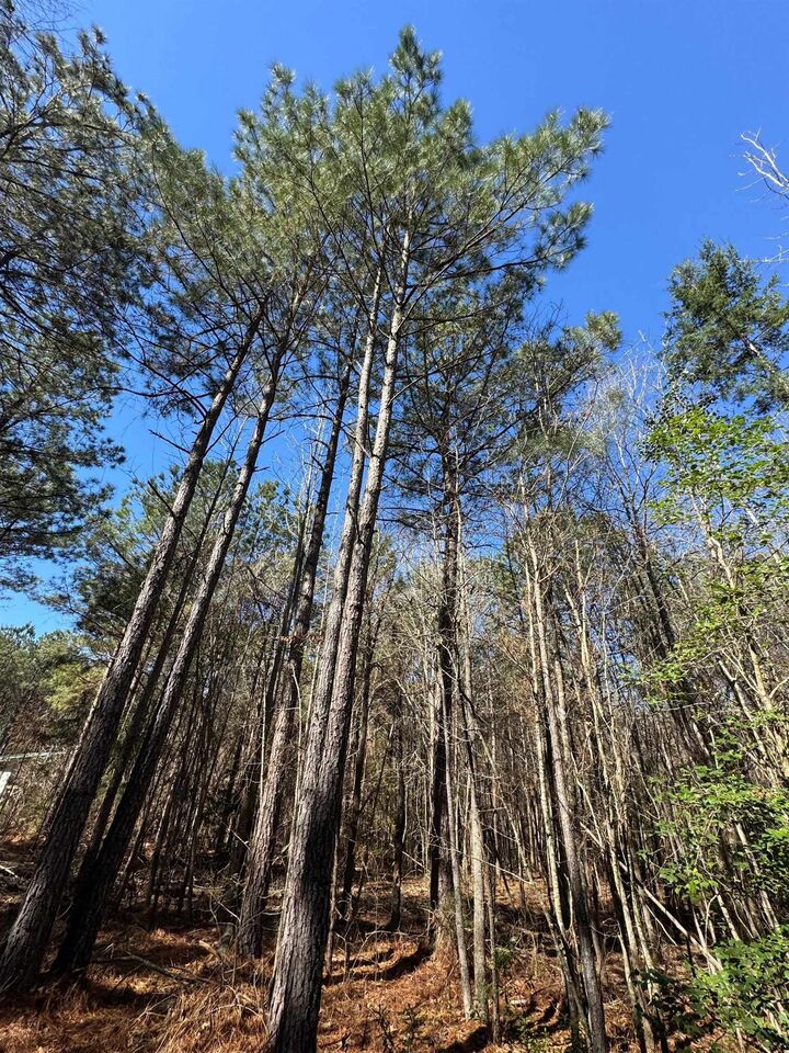 Property Photo:  0000 Farm To Market 1399  TX 75563 