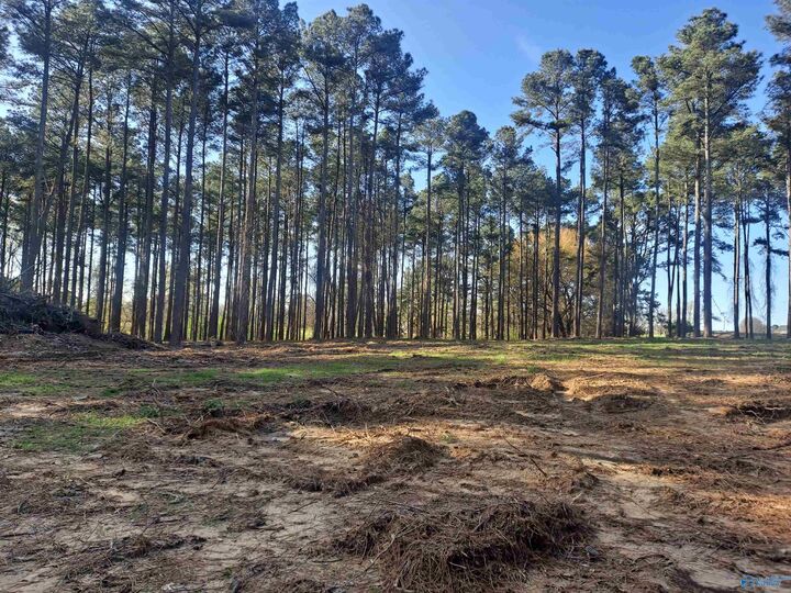 Property Photo:  3.02 Laura Avenue  AL 35951 